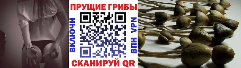 Купить где  Железногорск  Псилоцибиновые грибы Cubensis 